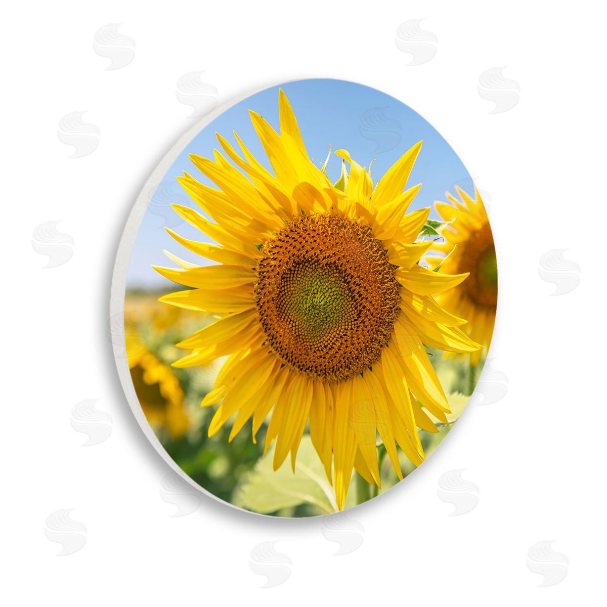 Richard Silver Sunflower Florals in Sunny Blue Farm Field Wooden Wall Plaque Art Print