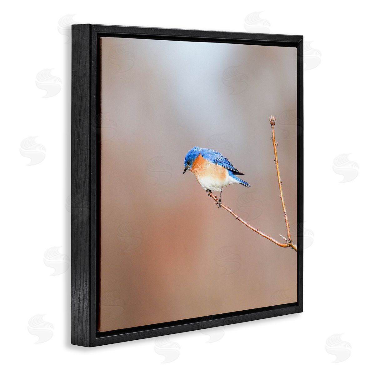 Daniel Sproul Lone Blue Jay Bird Tree Simple Design  Black Floating Frame Canvas Wall Art Print