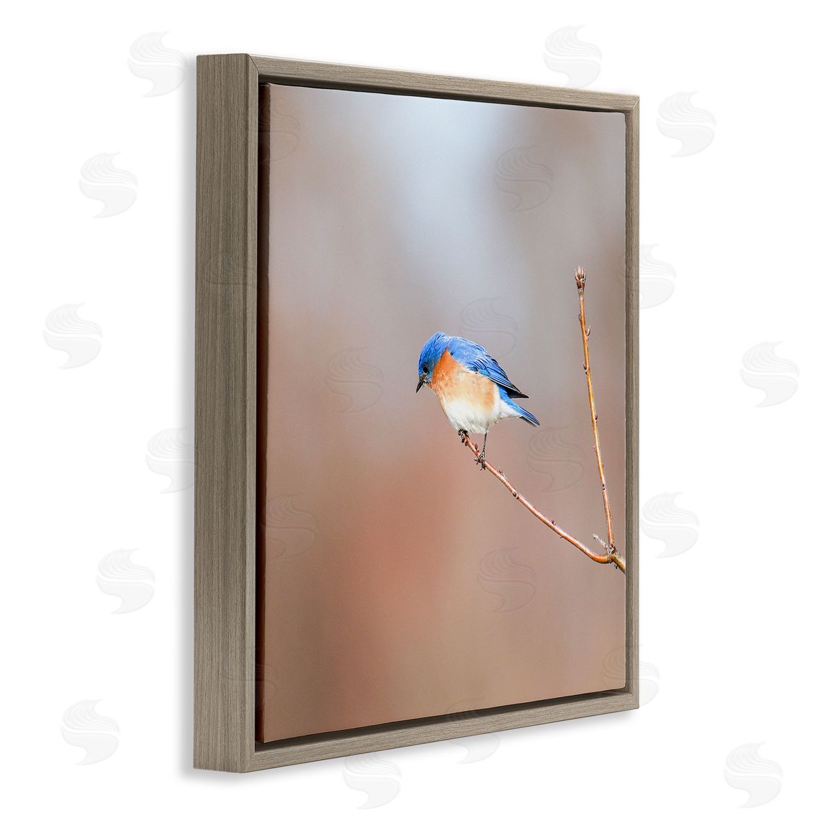 Daniel Sproul Lone Blue Jay Bird Tree Simple Design  Brown Floating Frame Canvas Wall Art Print