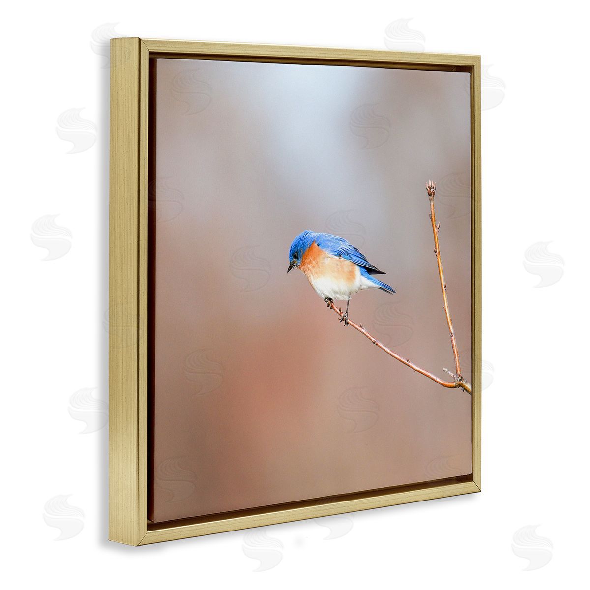 Daniel Sproul Lone Blue Jay Bird Tree Simple Design  Gold Floating Frame Canvas Wall Art Print