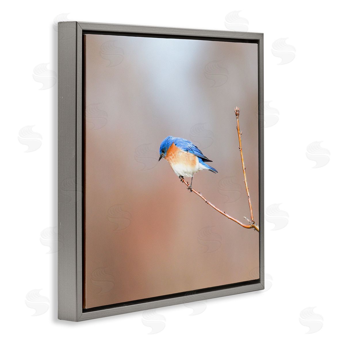Daniel Sproul Lone Blue Jay Bird Tree Simple Design  Gray Floating Frame Canvas Wall Art Print