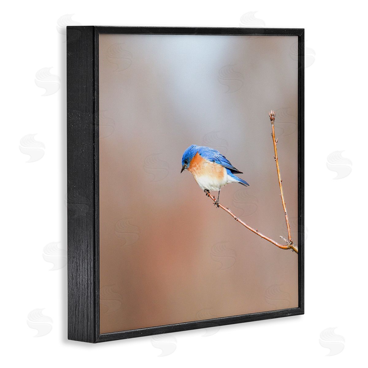 Daniel Sproul Lone Blue Jay Bird Tree Simple Design  Black Framed Glicee Wall Art Print