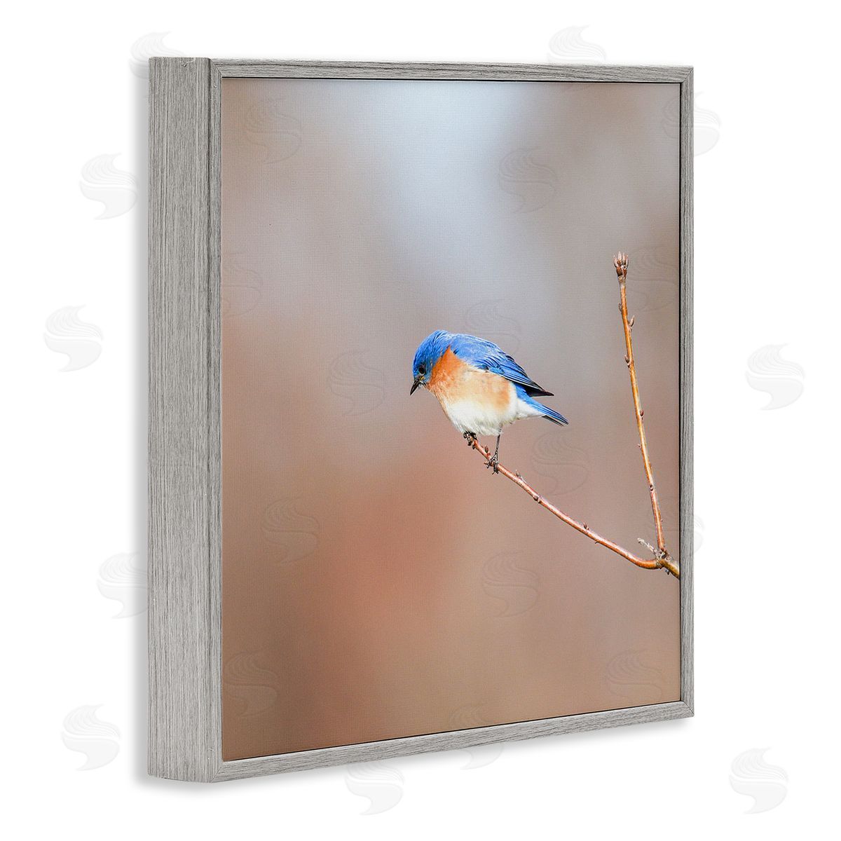Daniel Sproul Lone Blue Jay Bird Tree Simple Design  Gray Framed Glicee Wall Art Print