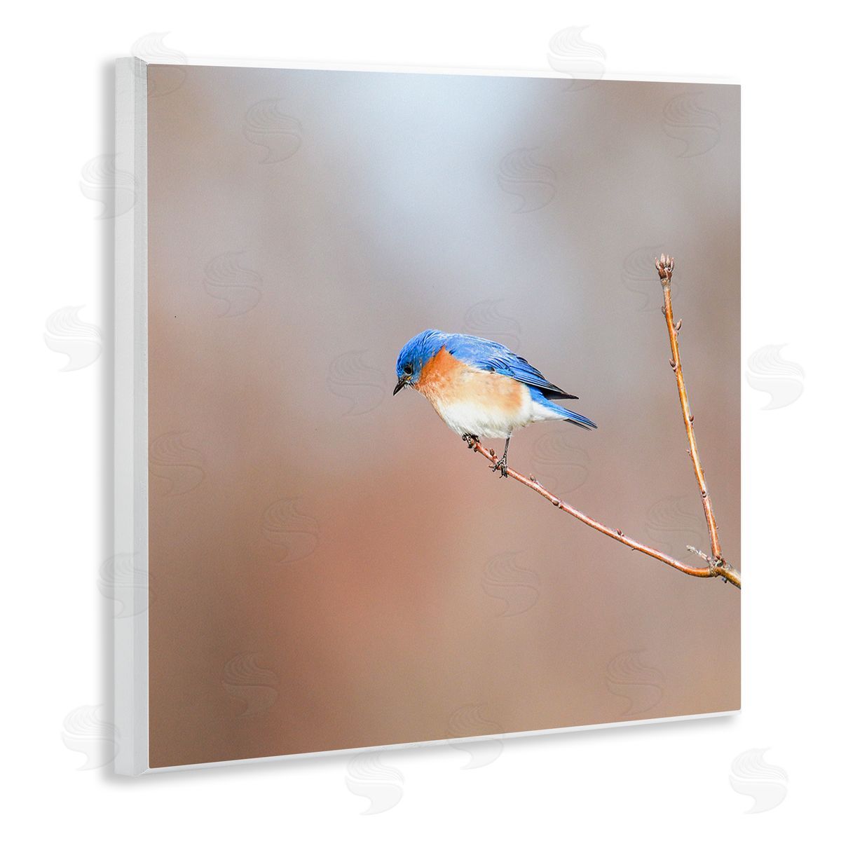 Daniel Sproul Lone Blue Jay Bird Tree Simple Design  Wooden Wall Plaque Art Print