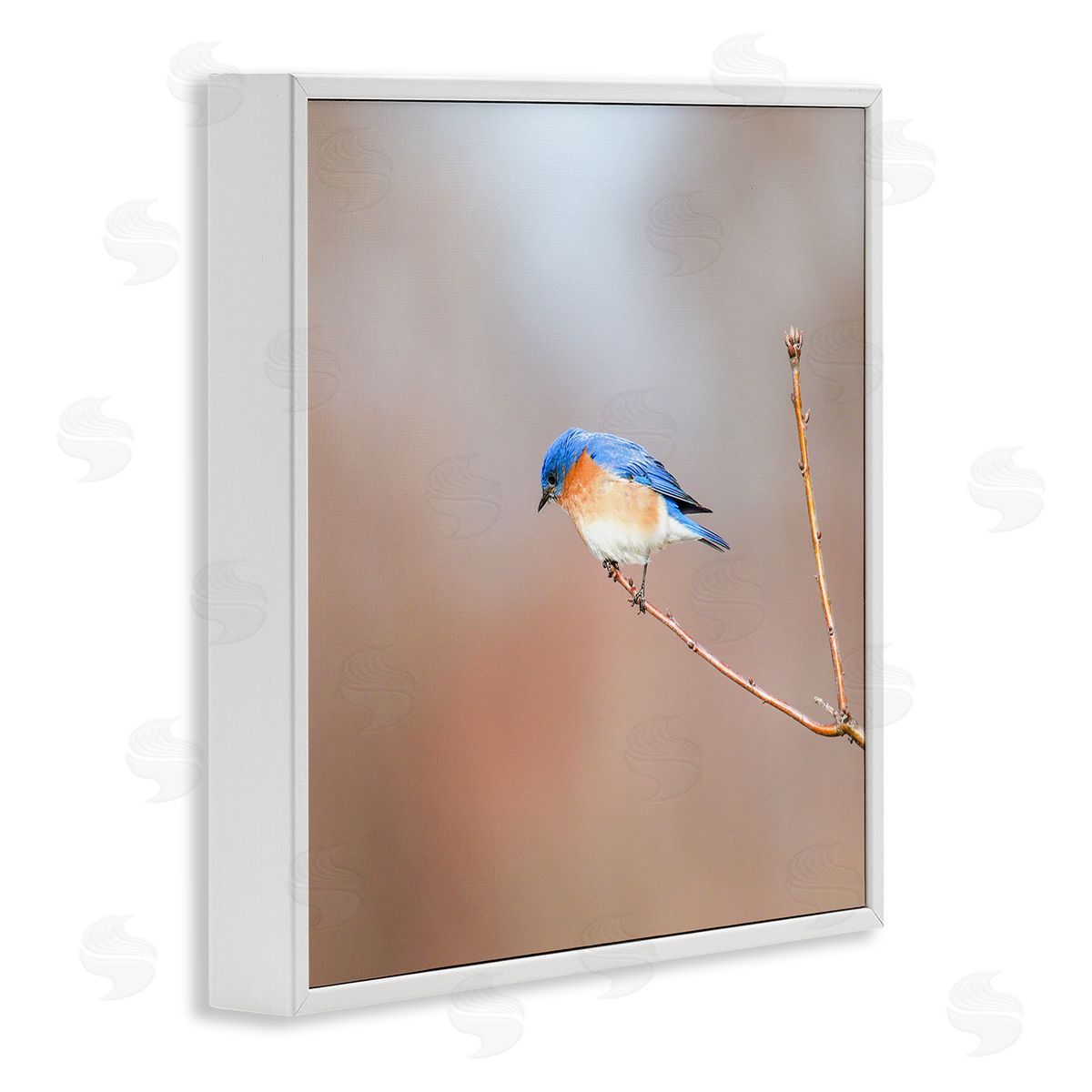 Daniel Sproul Lone Blue Jay Bird Tree Simple Design  White Framed Glicee Wall Art Print