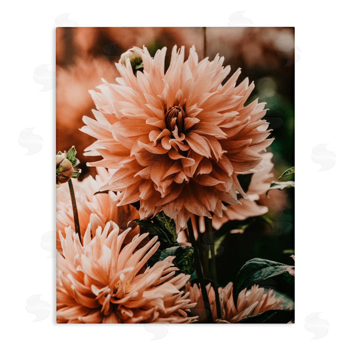 Amy Brinkman Wild Pink Dahlias Spring Flowers Closeup Photography Stretched Canvas Wall Art Print