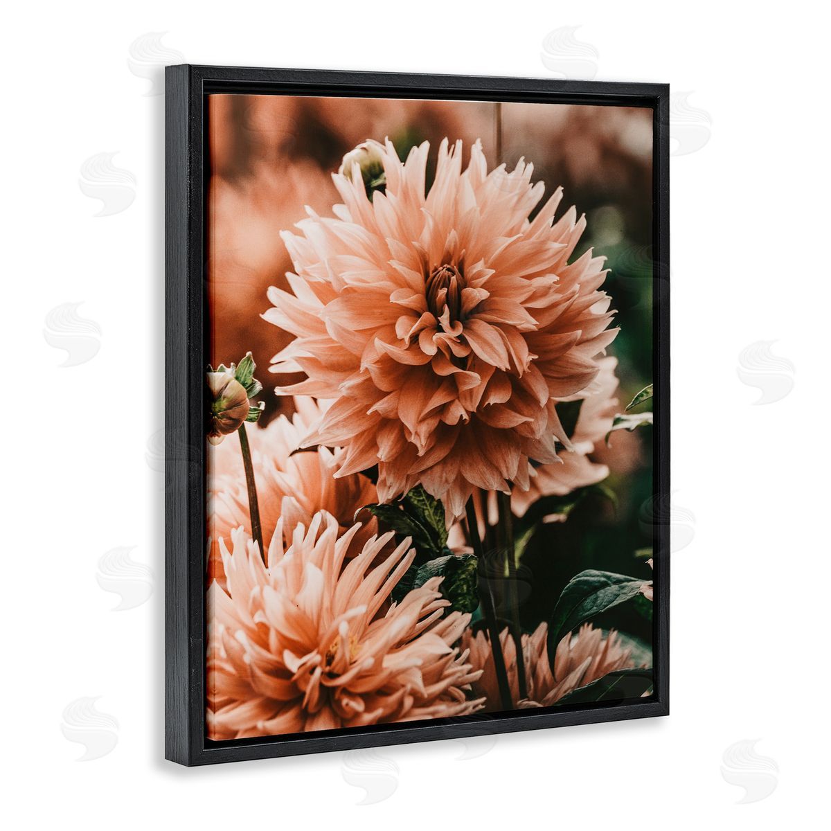 Amy Brinkman Wild Pink Dahlias Spring Flowers Closeup Photography Black Floating Frame Canvas Wall Art Print