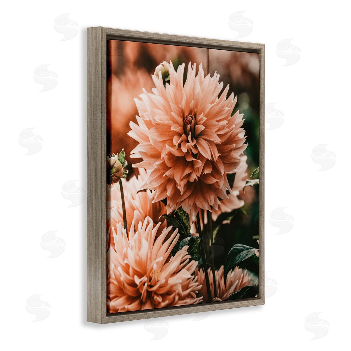 Amy Brinkman Wild Pink Dahlias Spring Flowers Closeup Photography Brown Floating Frame Canvas Wall Art Print