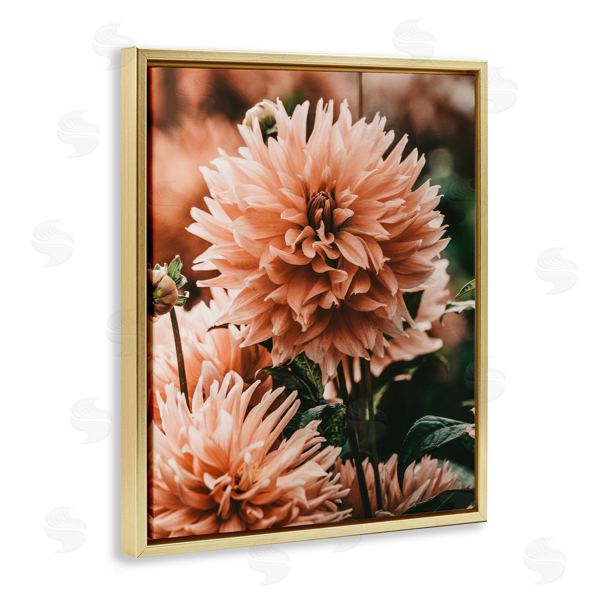 Amy Brinkman Wild Pink Dahlias Spring Flowers Closeup Photography Gold Floating Frame Canvas Wall Art Print