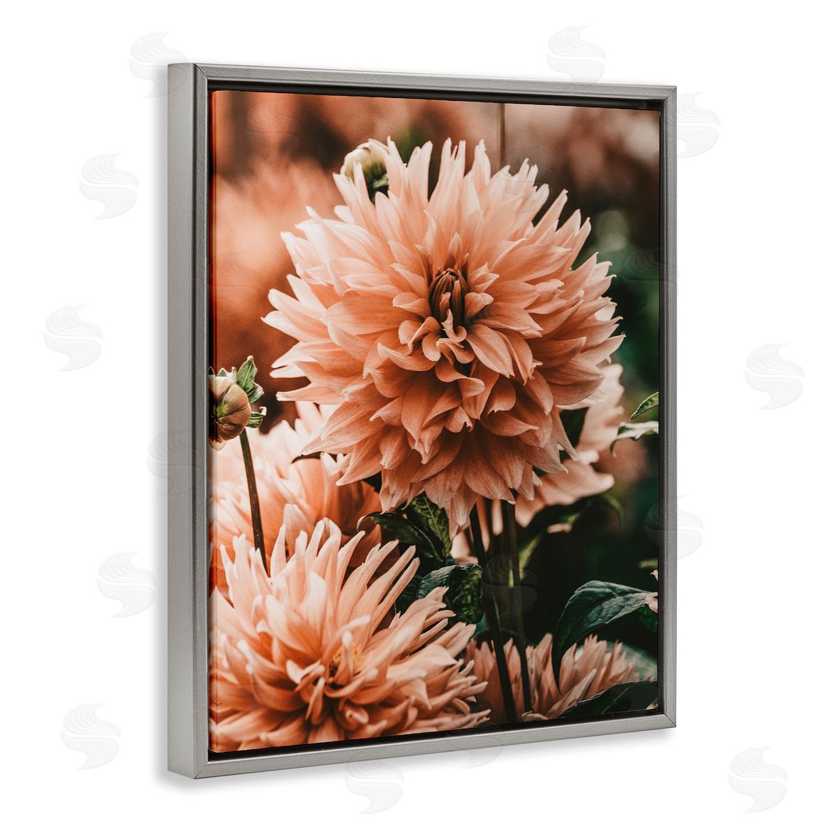 Amy Brinkman Wild Pink Dahlias Spring Flowers Closeup Photography Gray Floating Frame Canvas Wall Art Print