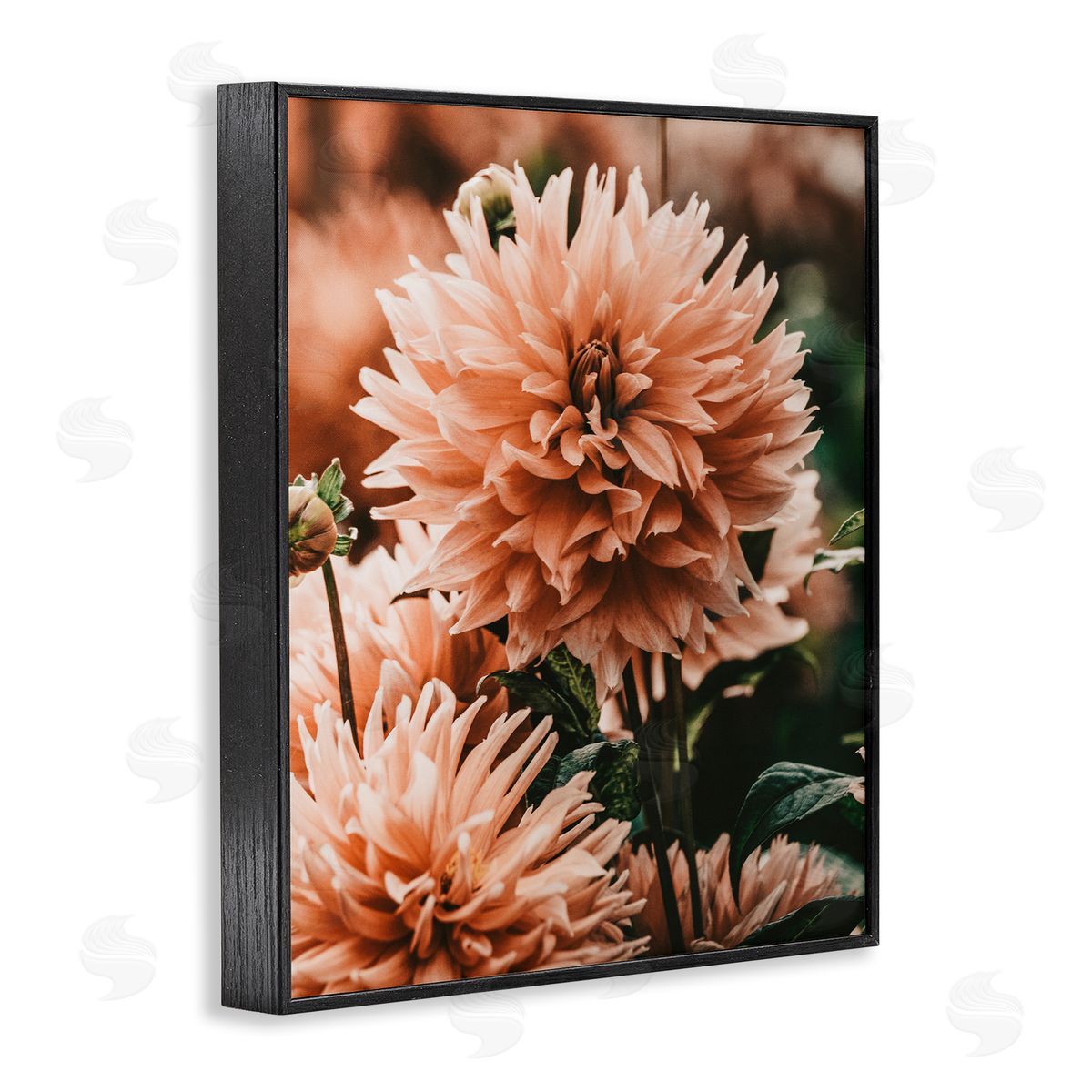 Amy Brinkman Wild Pink Dahlias Spring Flowers Closeup Photography Black Framed Giclee Wall Art Print