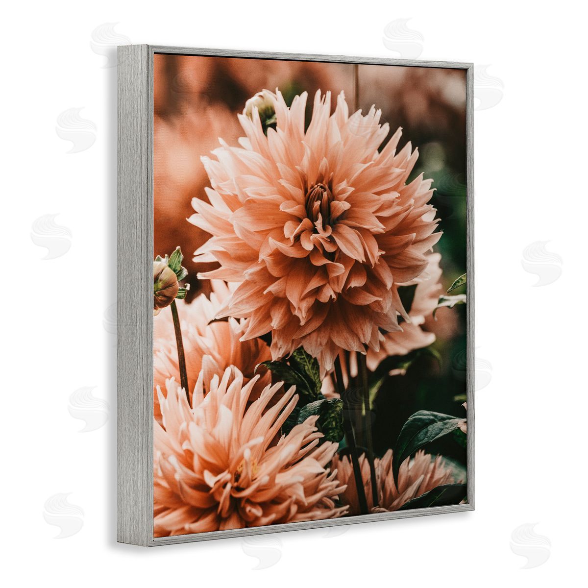 Amy Brinkman Wild Pink Dahlias Spring Flowers Closeup Photography Gray Framed Giclee Wall Art Print
