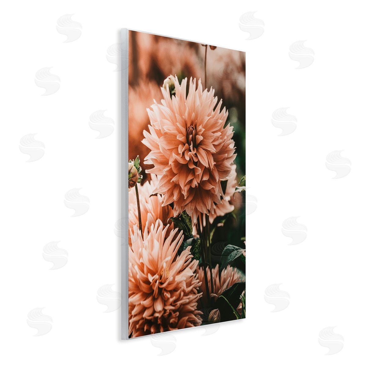 Amy Brinkman Wild Pink Dahlias Spring Flowers Closeup Photography Wall Plaque Art Print