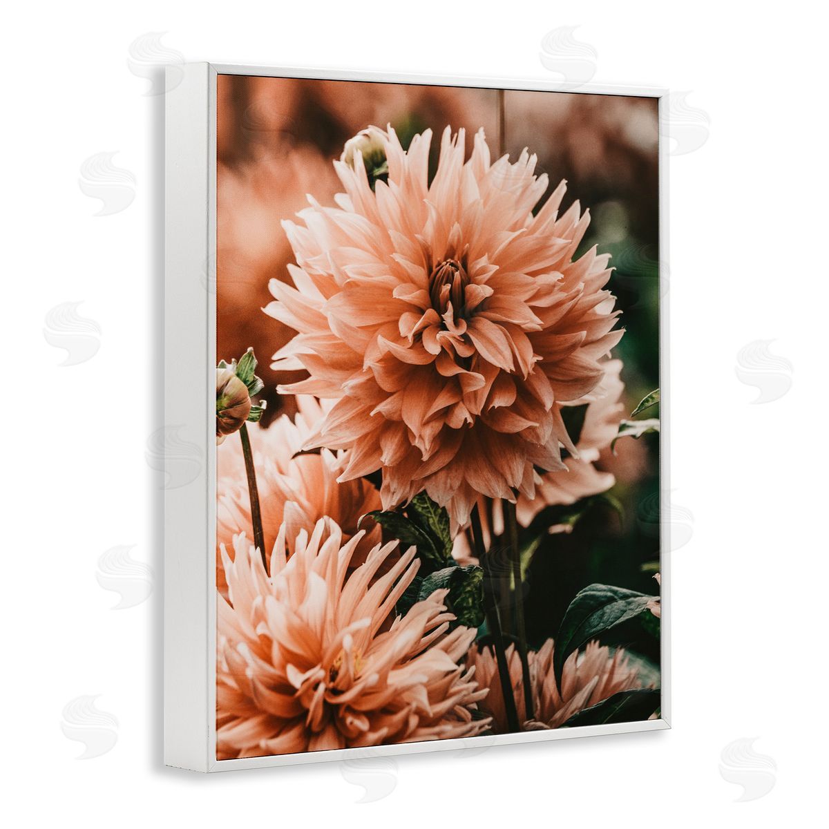 Amy Brinkman Wild Pink Dahlias Spring Flowers Closeup Photography White Framed Giclee Wall Art Print