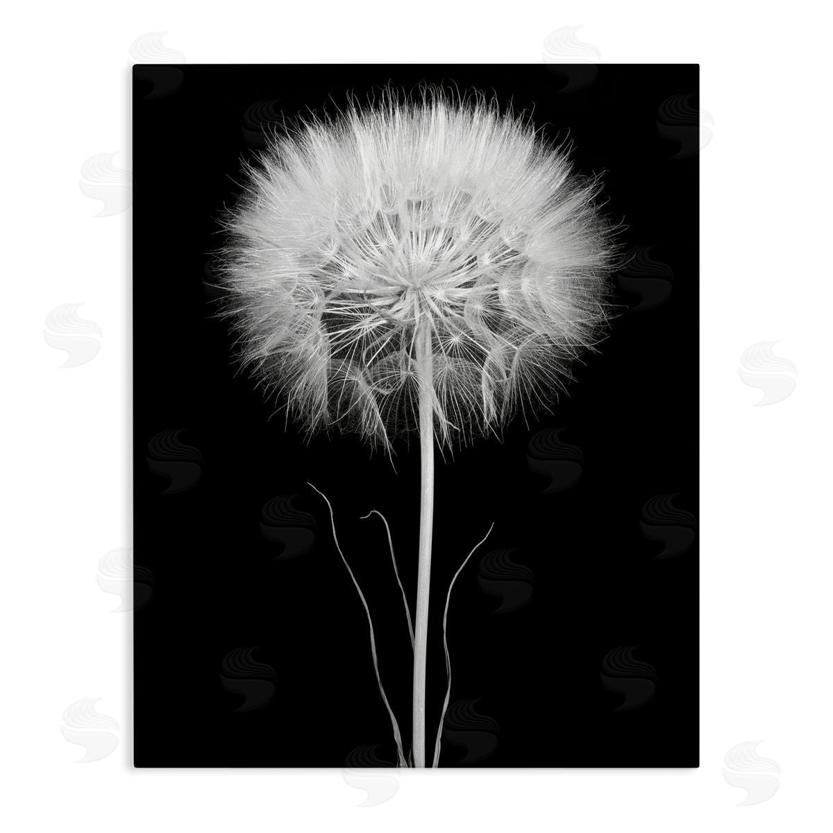 Jadei Graphics Modern Fluffy Dandelion Stem Black & White Photography  Stretched Canvas Wall Art Print