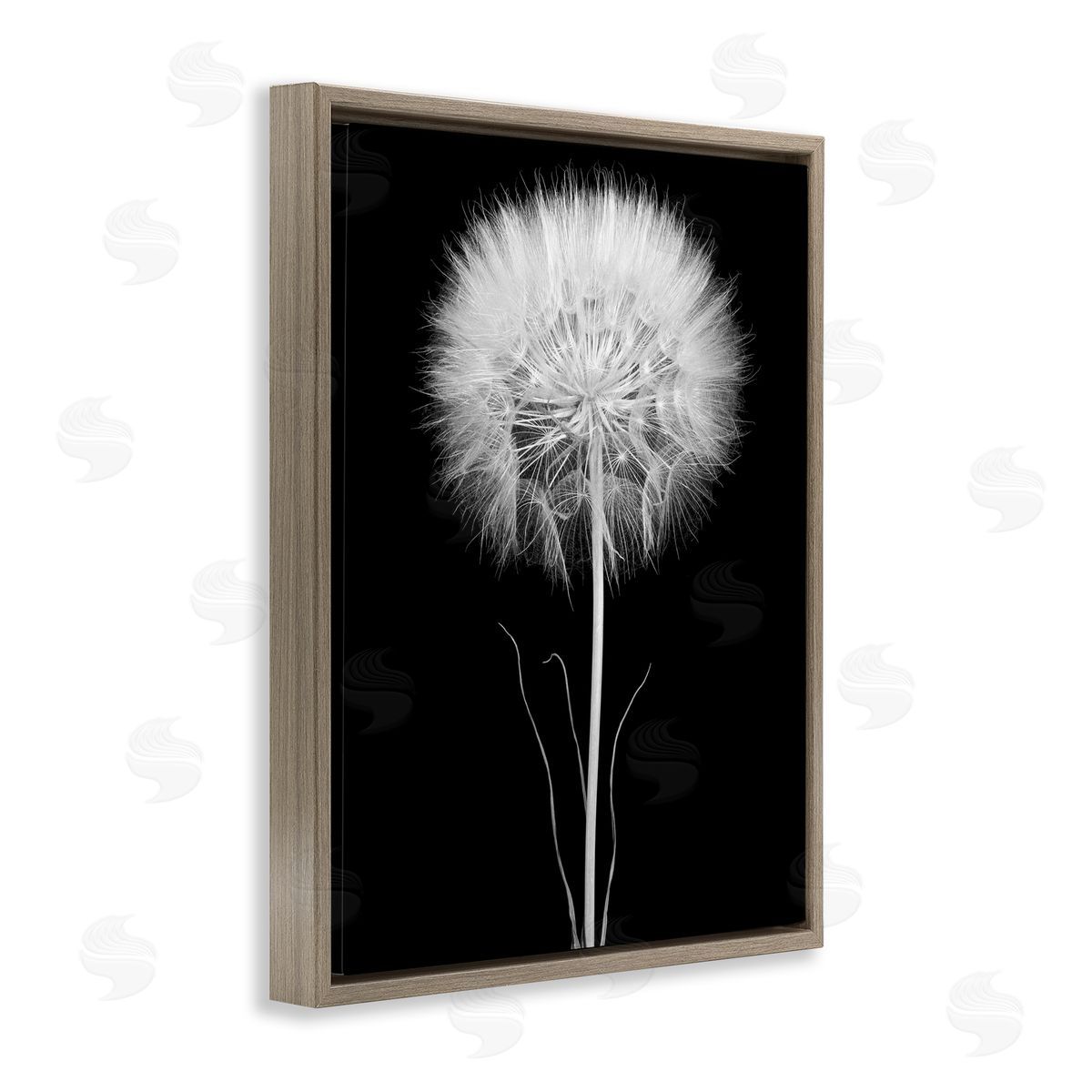 Jadei Graphics Modern Fluffy Dandelion Stem Black & White Photography  Brown Floating Frame Canvas Wall Art Print