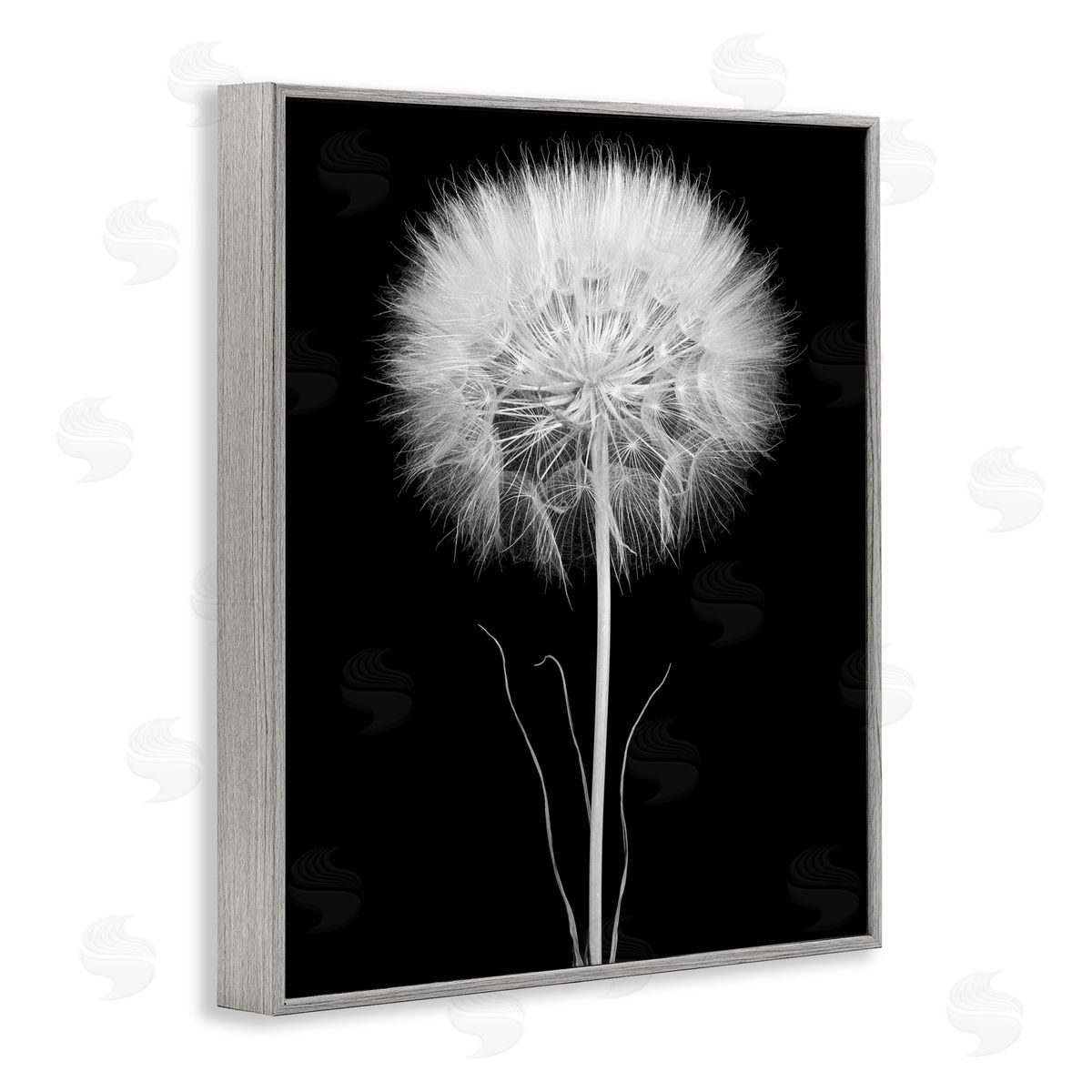 Jadei Graphics Modern Fluffy Dandelion Stem Black & White Photography  Gray Framed Giclee Wall Art Print