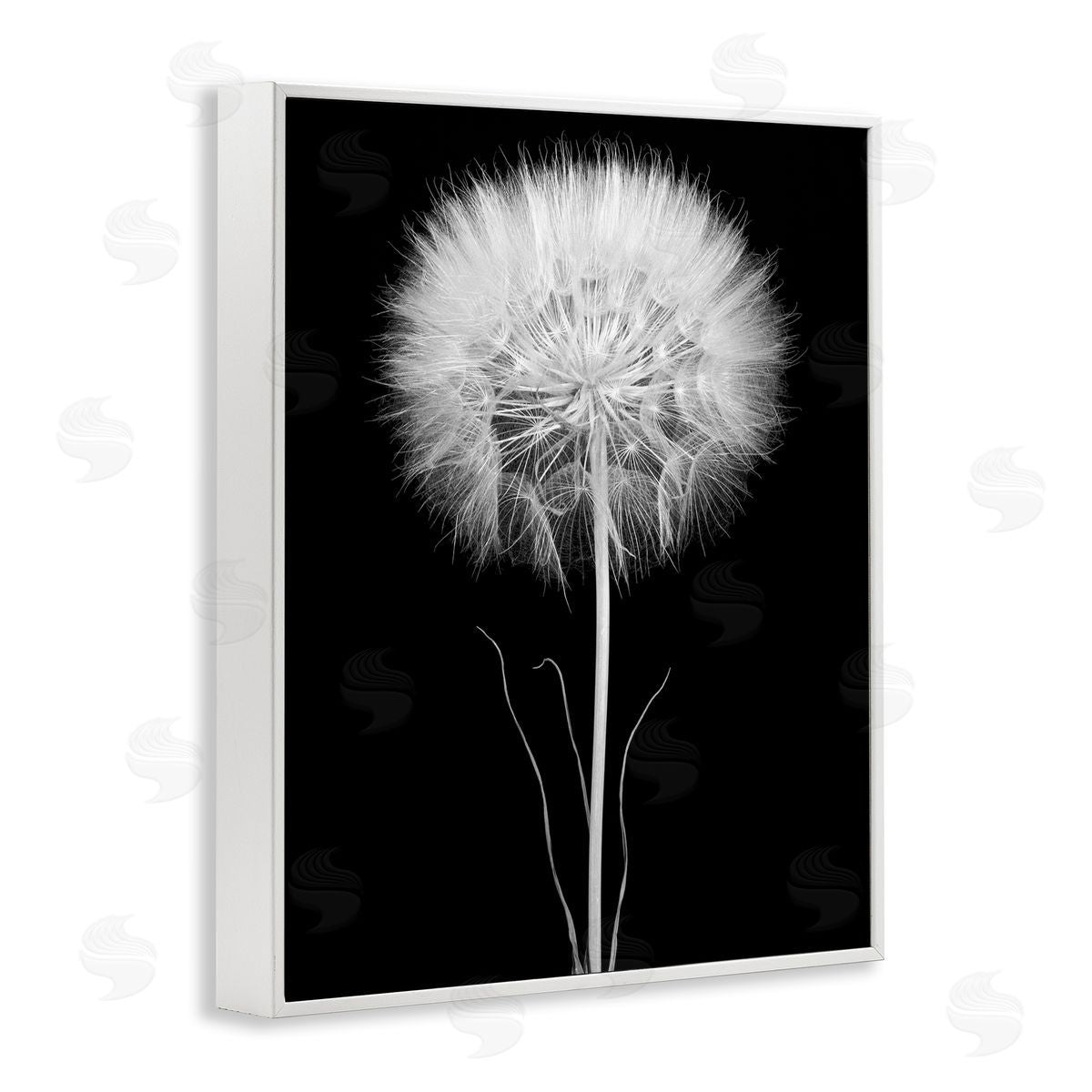Jadei Graphics Modern Fluffy Dandelion Stem Black & White Photography  White Framed Giclee Wall Art Print