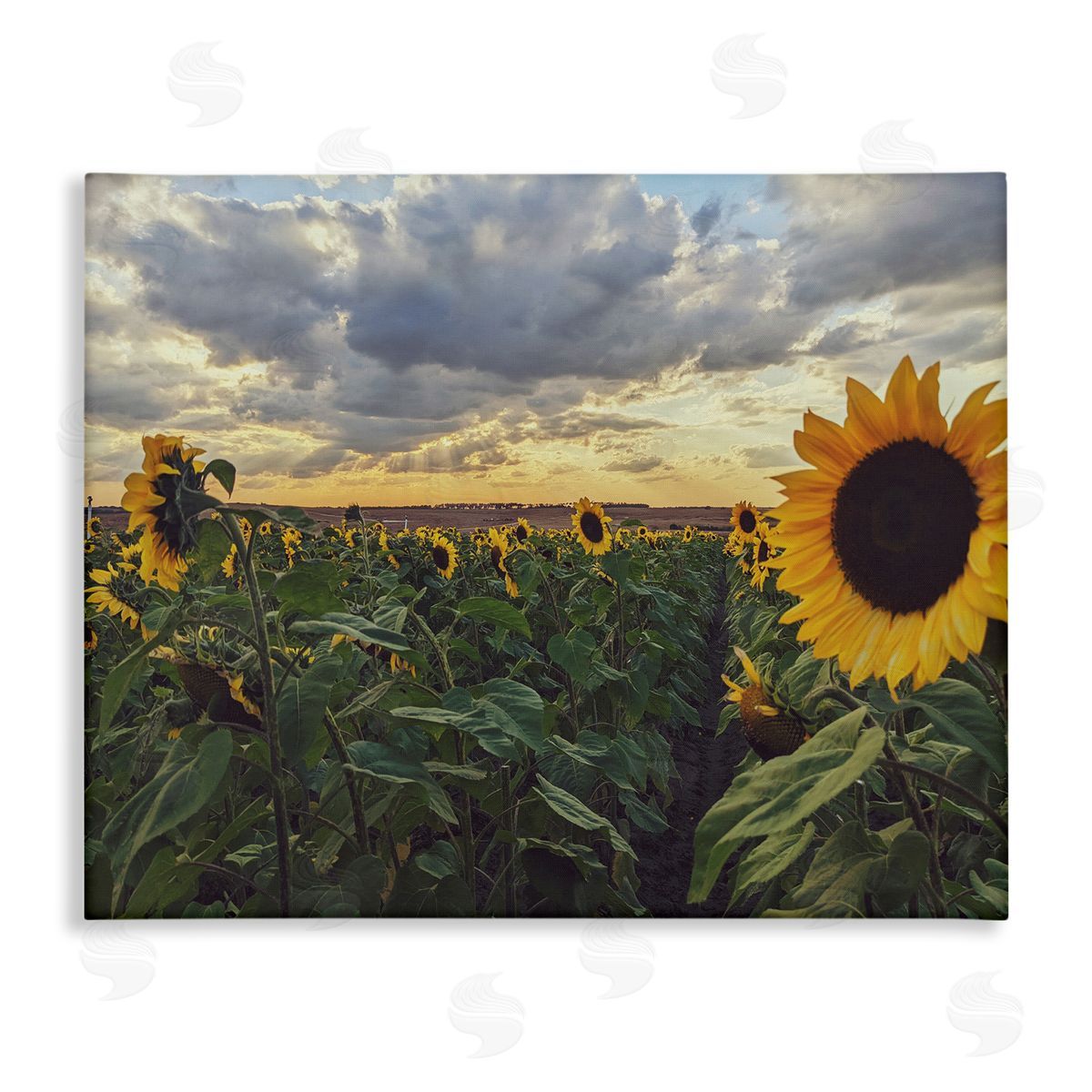 Kali Wilson Sunny Sunflower Patch Field Panoramic Cloudy Sky  Stretched Canvas Wall Art Print