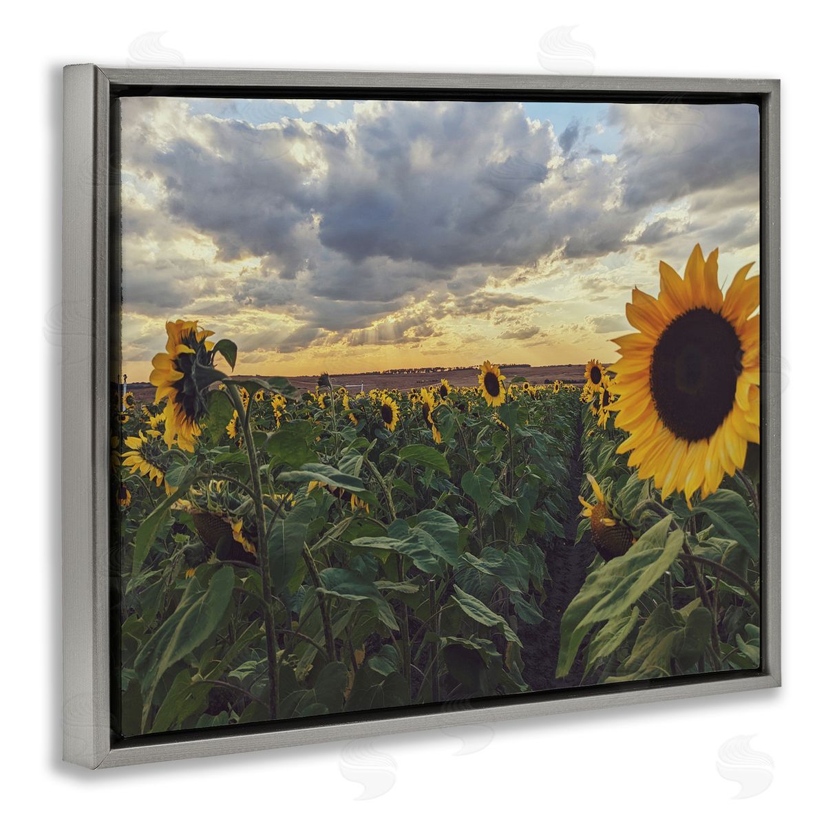 Kali Wilson Sunny Sunflower Patch Field Panoramic Cloudy Sky  Gray Floating Frame Canvas Wall Art Print