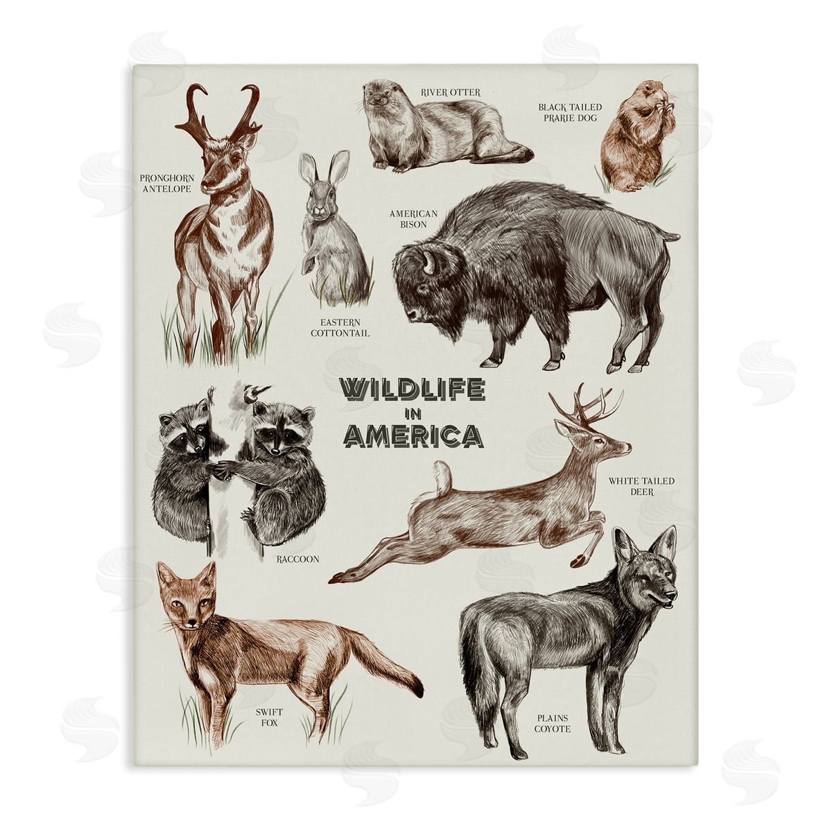 Stupell Studio Wildlife In America  Animals Detailed Illustrations Chart Stretched Canvas Wall Art Print