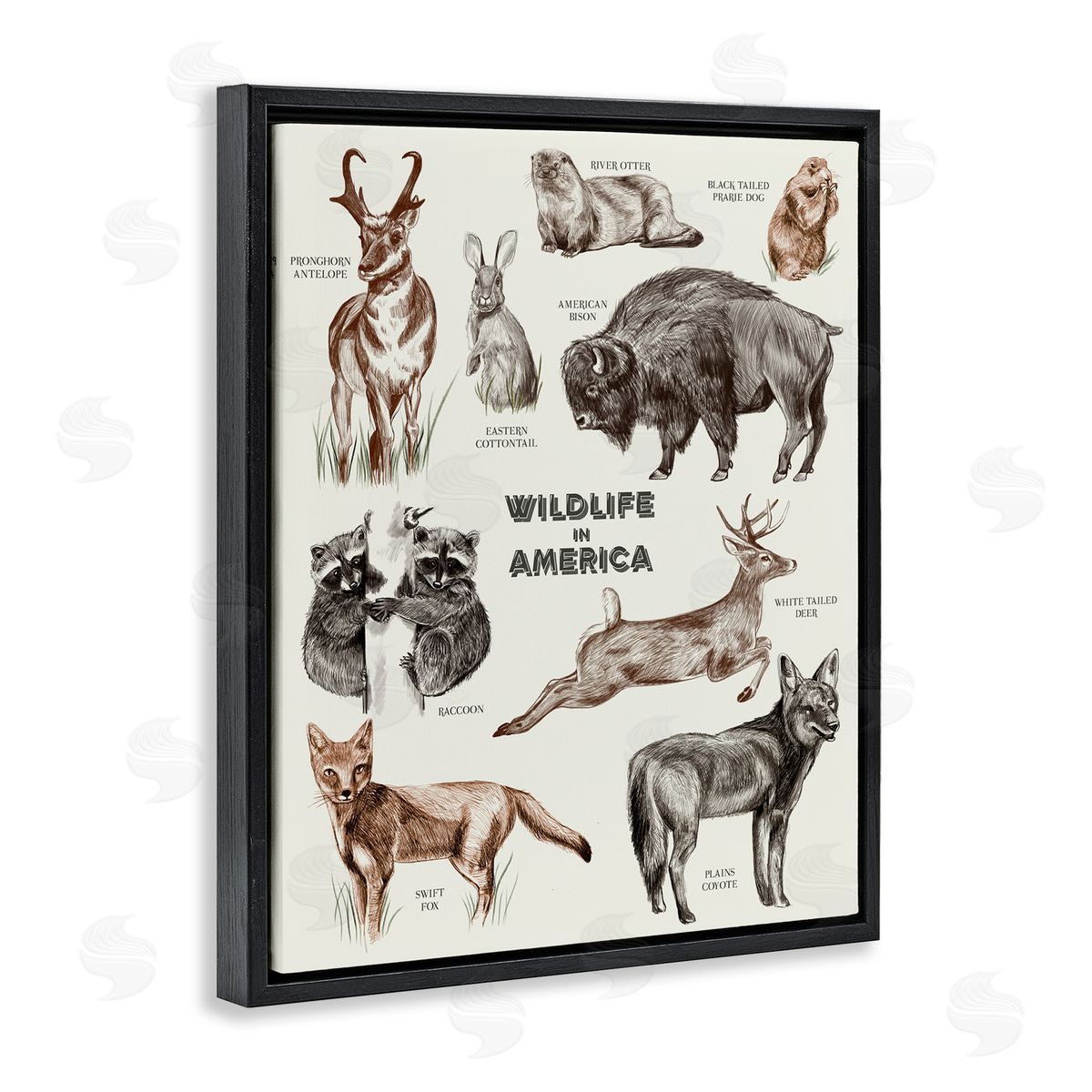 Stupell Studio Wildlife In America  Animals Detailed Illustrations Chart Black Floating Frame Canvas Wall Art Print