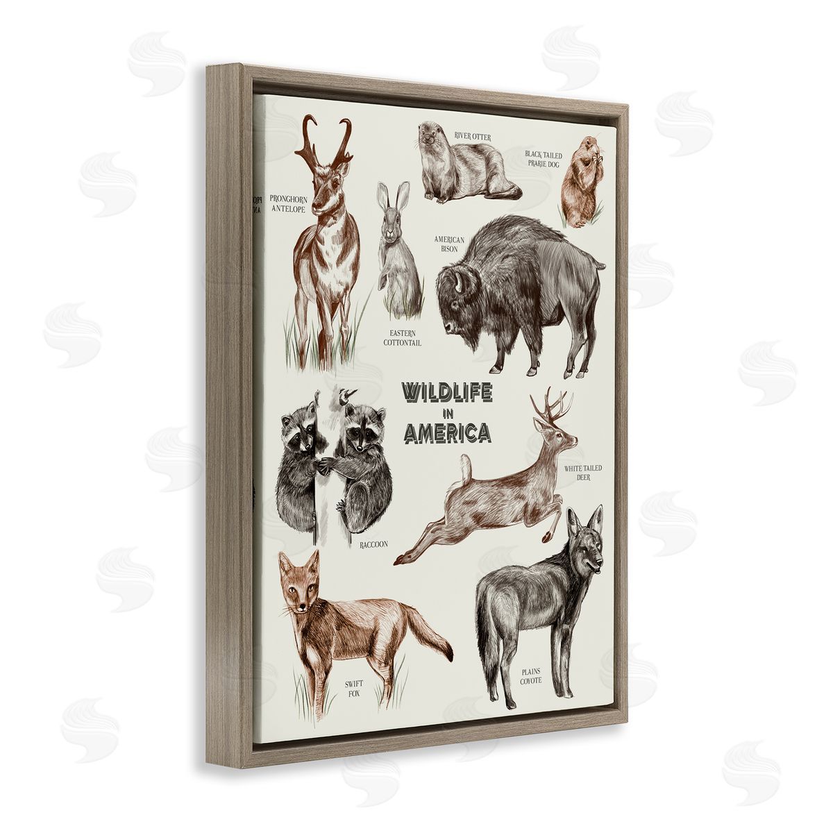 Stupell Studio Wildlife In America  Animals Detailed Illustrations Chart Brown Floating Frame Canvas Wall Art Print