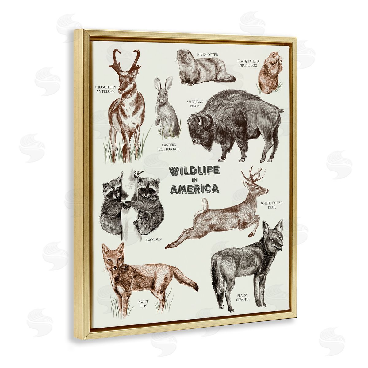 Stupell Studio Wildlife In America  Animals Detailed Illustrations Chart Gold Floating Frame Canvas Wall Art Print