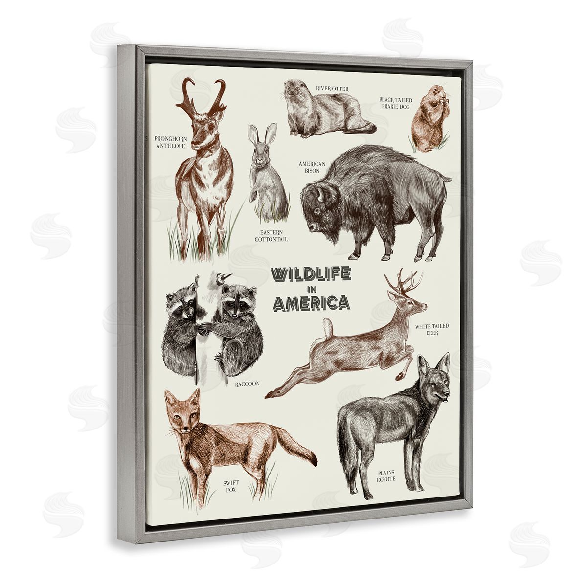 Stupell Studio Wildlife In America  Animals Detailed Illustrations Chart Gray Floating Frame Canvas Wall Art Print