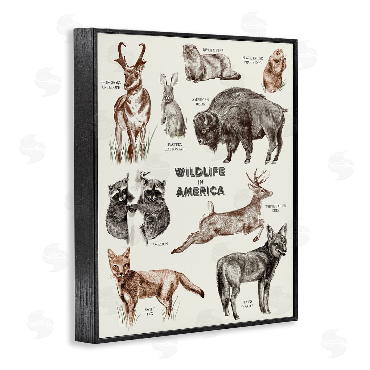 Stupell Studio Wildlife In America  Animals Detailed Illustrations Chart Black Framed Giclee Wall Art Print