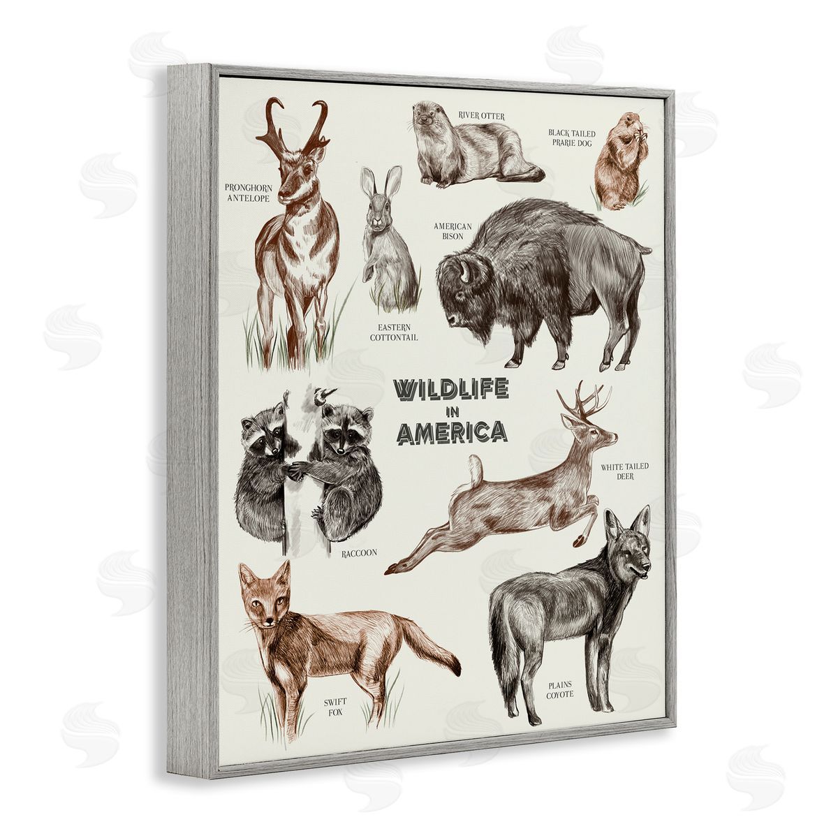 Stupell Studio Wildlife In America  Animals Detailed Illustrations Chart Gray Framed Giclee Wall Art Print