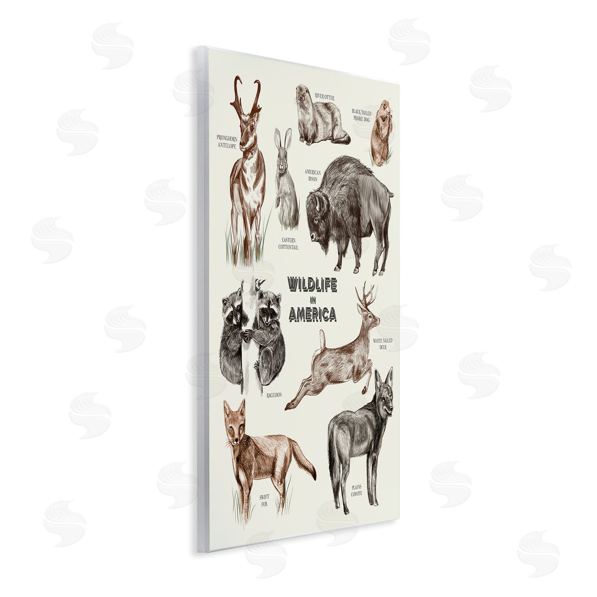 Stupell Studio Wildlife In America  Animals Detailed Illustrations Chart Wall Plaque Art Print