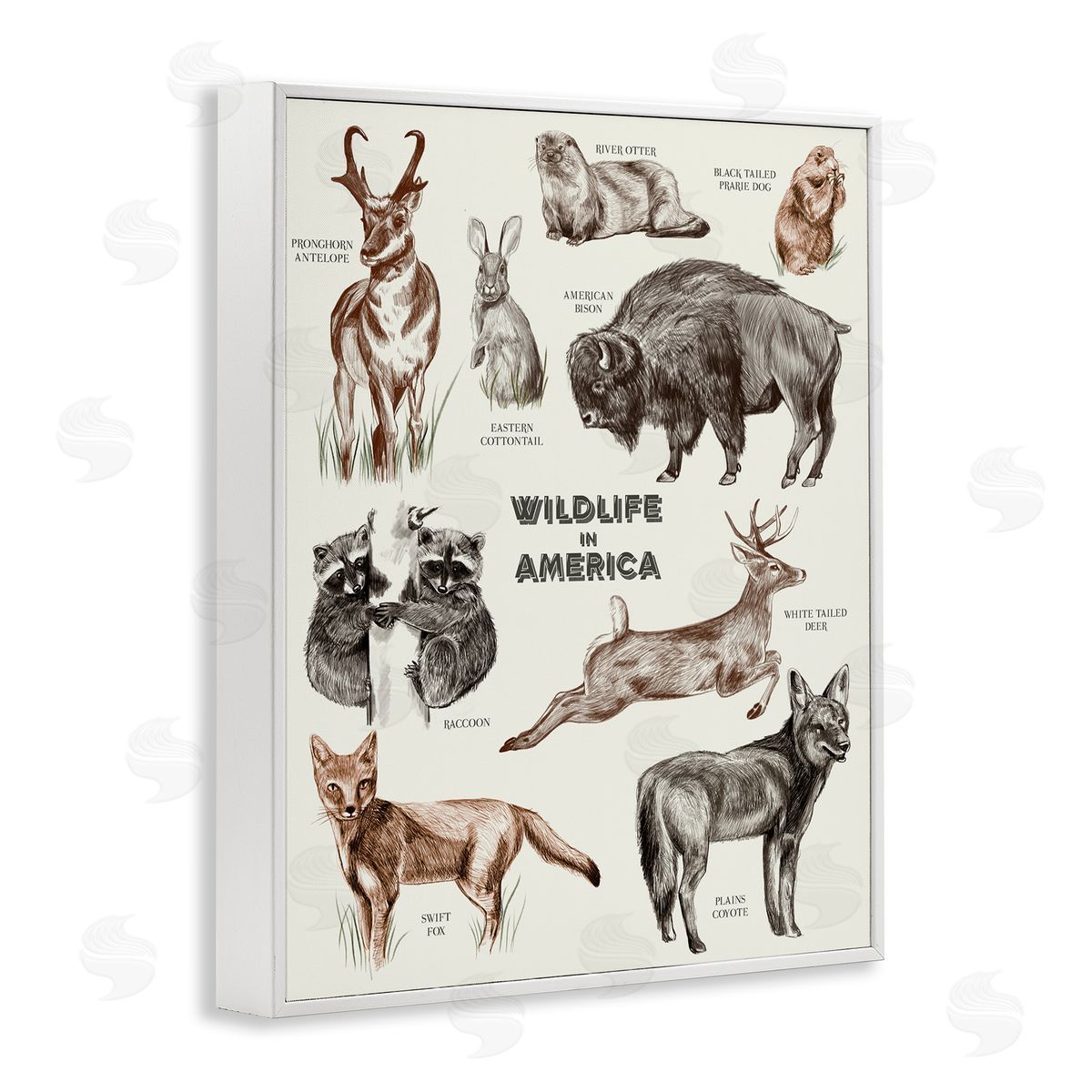 Stupell Studio Wildlife In America  Animals Detailed Illustrations Chart White Framed Giclee Wall Art Print