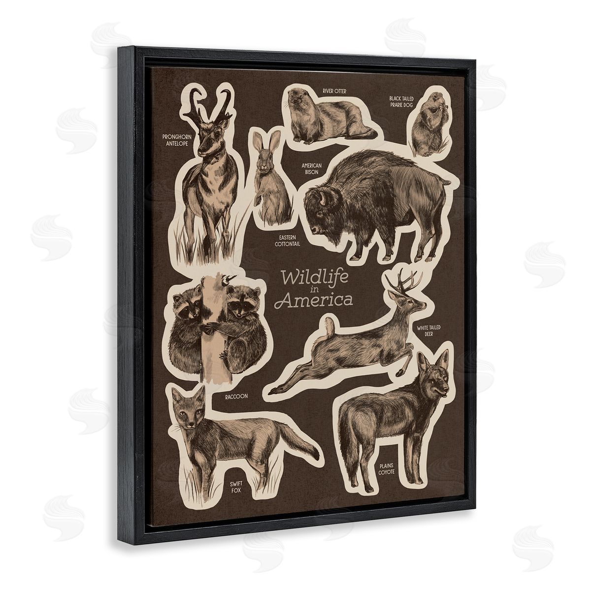 Stupell Studio Wildlife Of America Mixed Animals Chart Brown  Black Floating Frame Canvas Wall Art Print