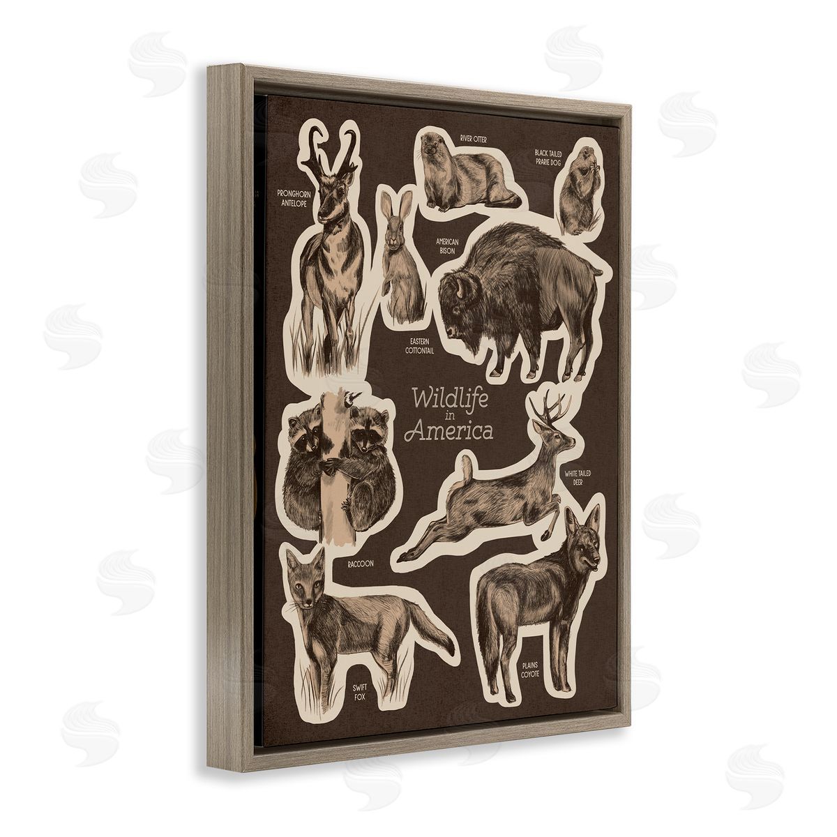 Stupell Studio Wildlife Of America Mixed Animals Chart Brown  Brown Floating Frame Canvas Wall Art Print