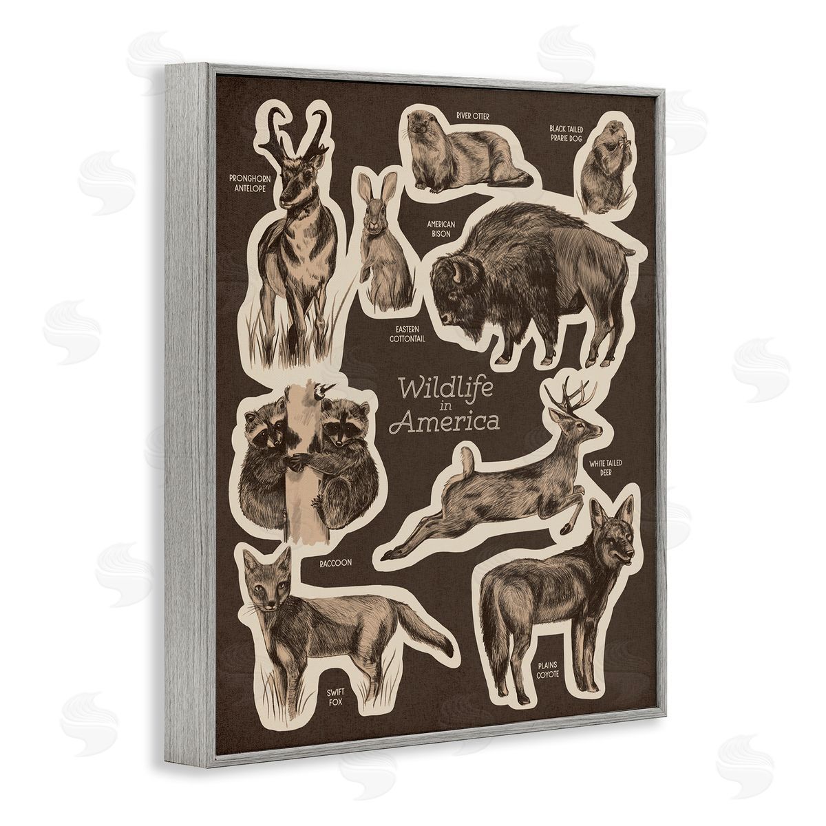 Stupell Studio Wildlife Of America Mixed Animals Chart Brown  Gray Framed Giclee Wall Art Print