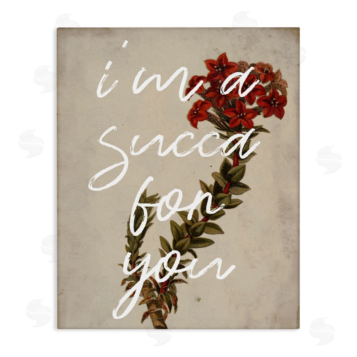 Stupell Studio Succa For You Romantic Witty Plant Humor Phrase  Stretched Canvas Wall Art Print