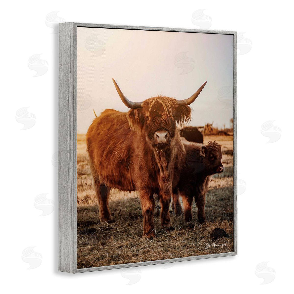 Dakota Diener Longhorn Highland Cattle Cow Warm Sunrise Morning Gray Framed Giclee Wall Art Print
