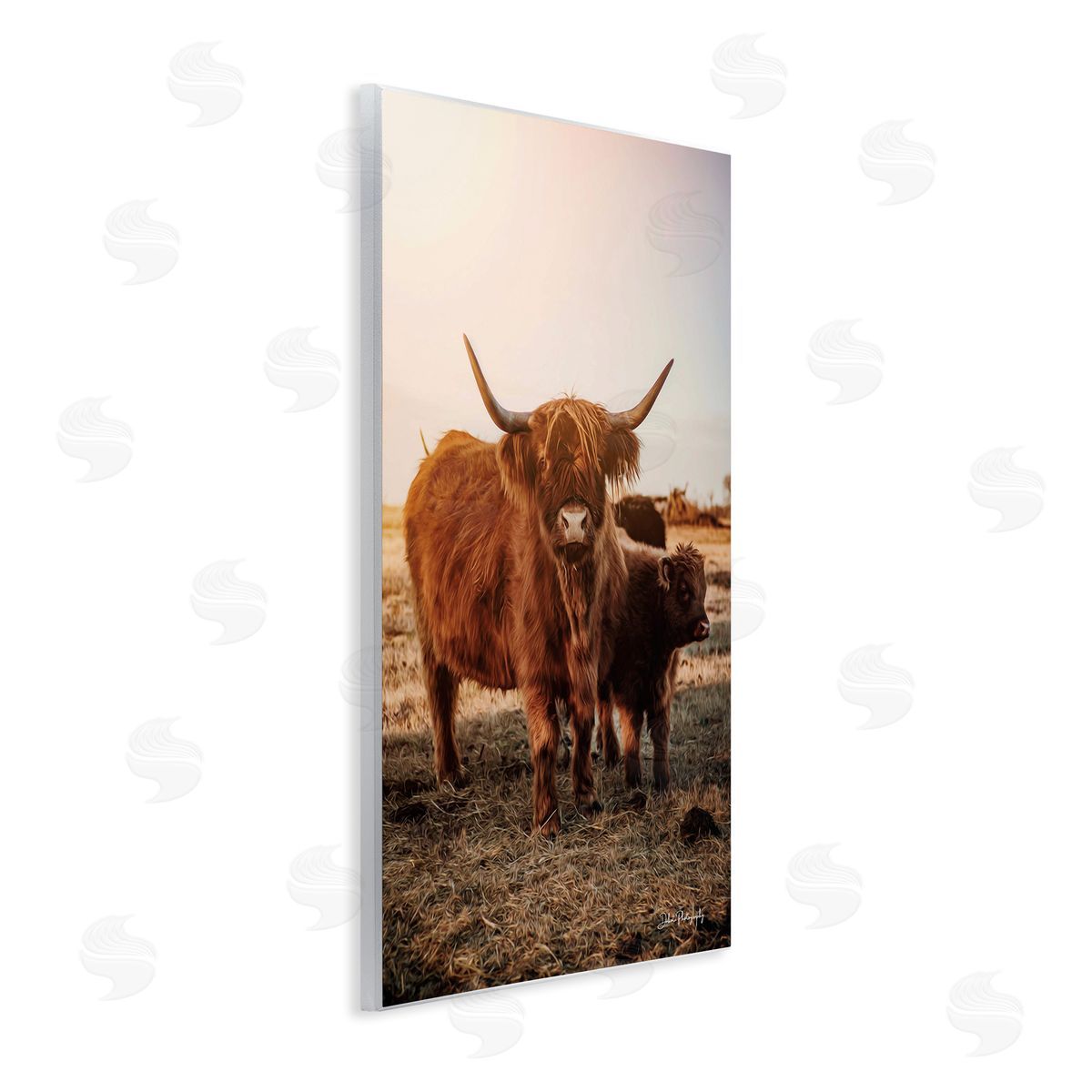Dakota Diener Longhorn Highland Cattle Cow Warm Sunrise Morning Wall Plaque Art Print