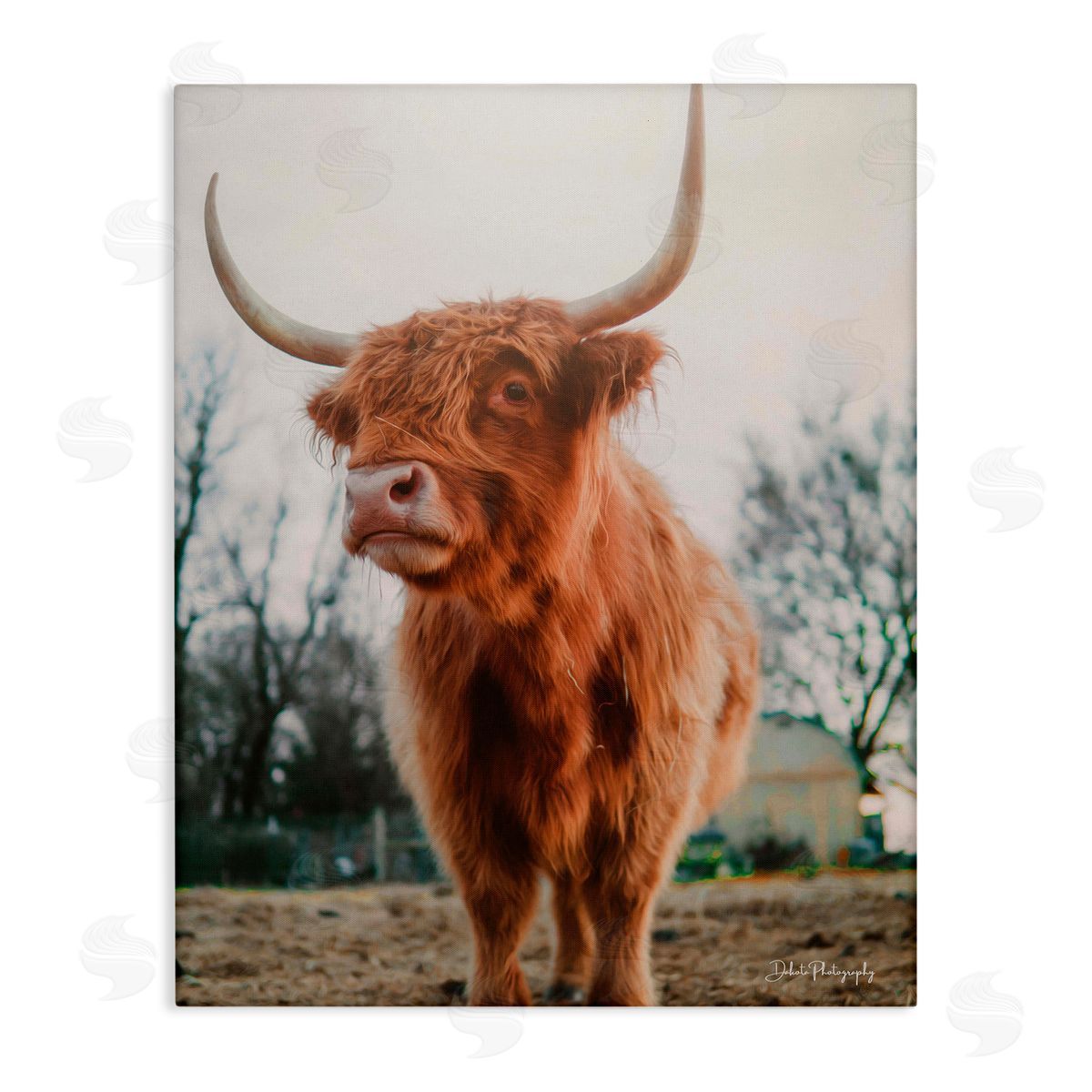 Dakota Diener Highland Cattle Cow Grazing Rural Farmland Sunlight Stretched Canvas Wall Art Print