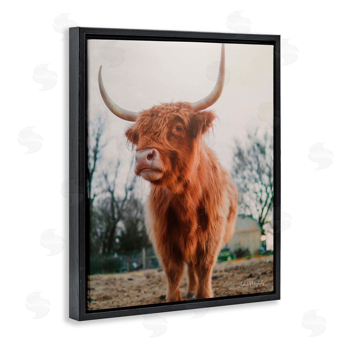 Dakota Diener Highland Cattle Cow Grazing Rural Farmland Sunlight Black Floating Frame Canvas Wall Art Print