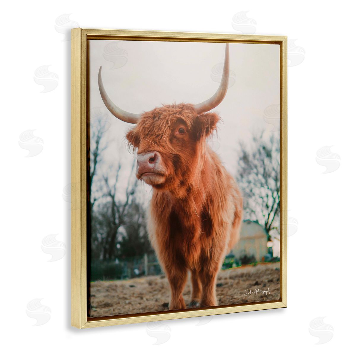 Dakota Diener Highland Cattle Cow Grazing Rural Farmland Sunlight Gold Floating Frame Canvas Wall Art Print