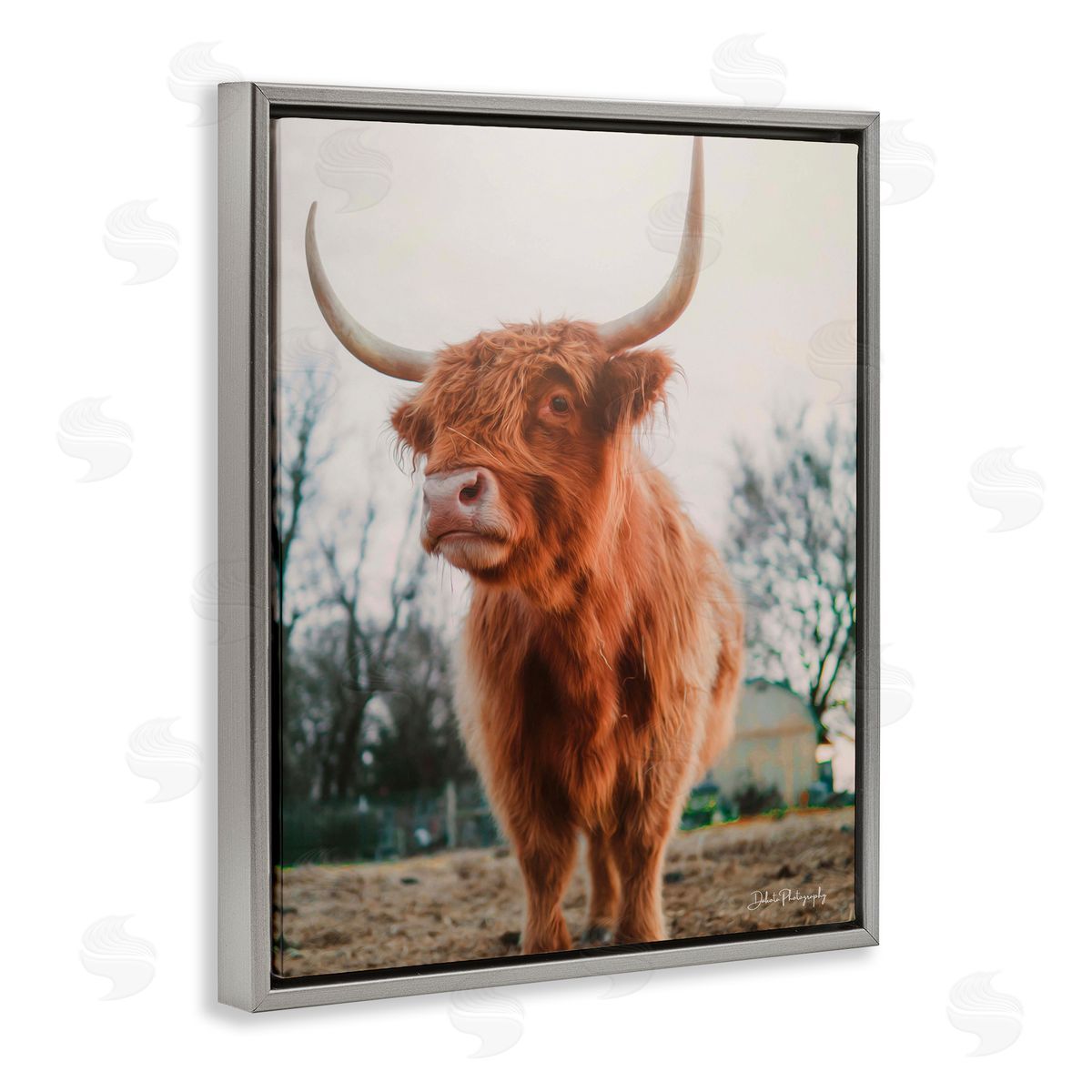 Dakota Diener Highland Cattle Cow Grazing Rural Farmland Sunlight Gray Floating Frame Canvas Wall Art Print
