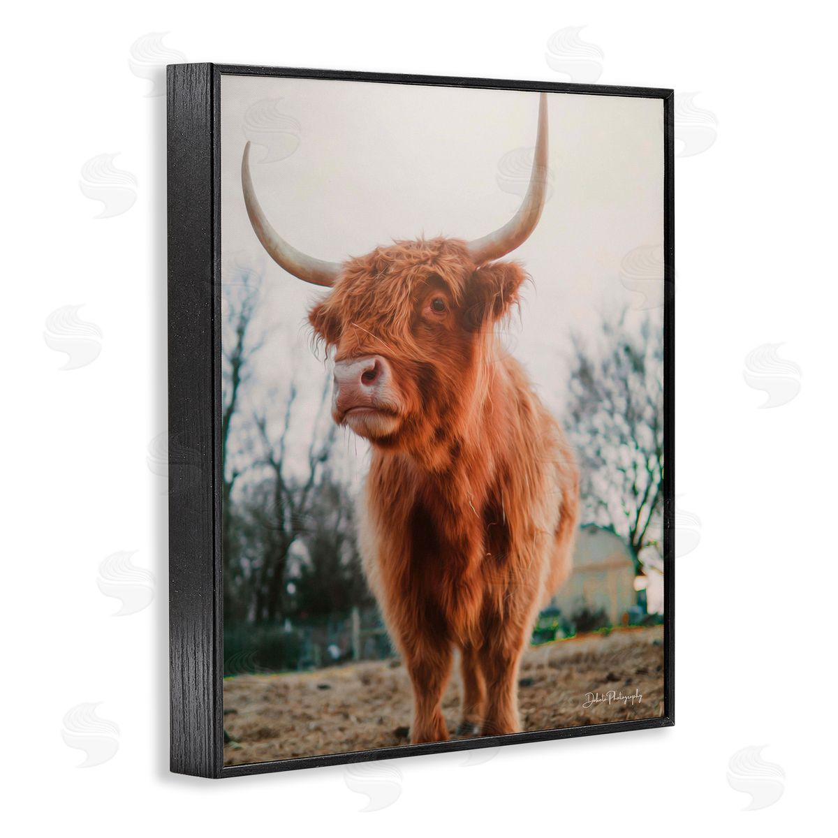 Dakota Diener Highland Cattle Cow Grazing Rural Farmland Sunlight Black Framed Giclee Wall Art Print