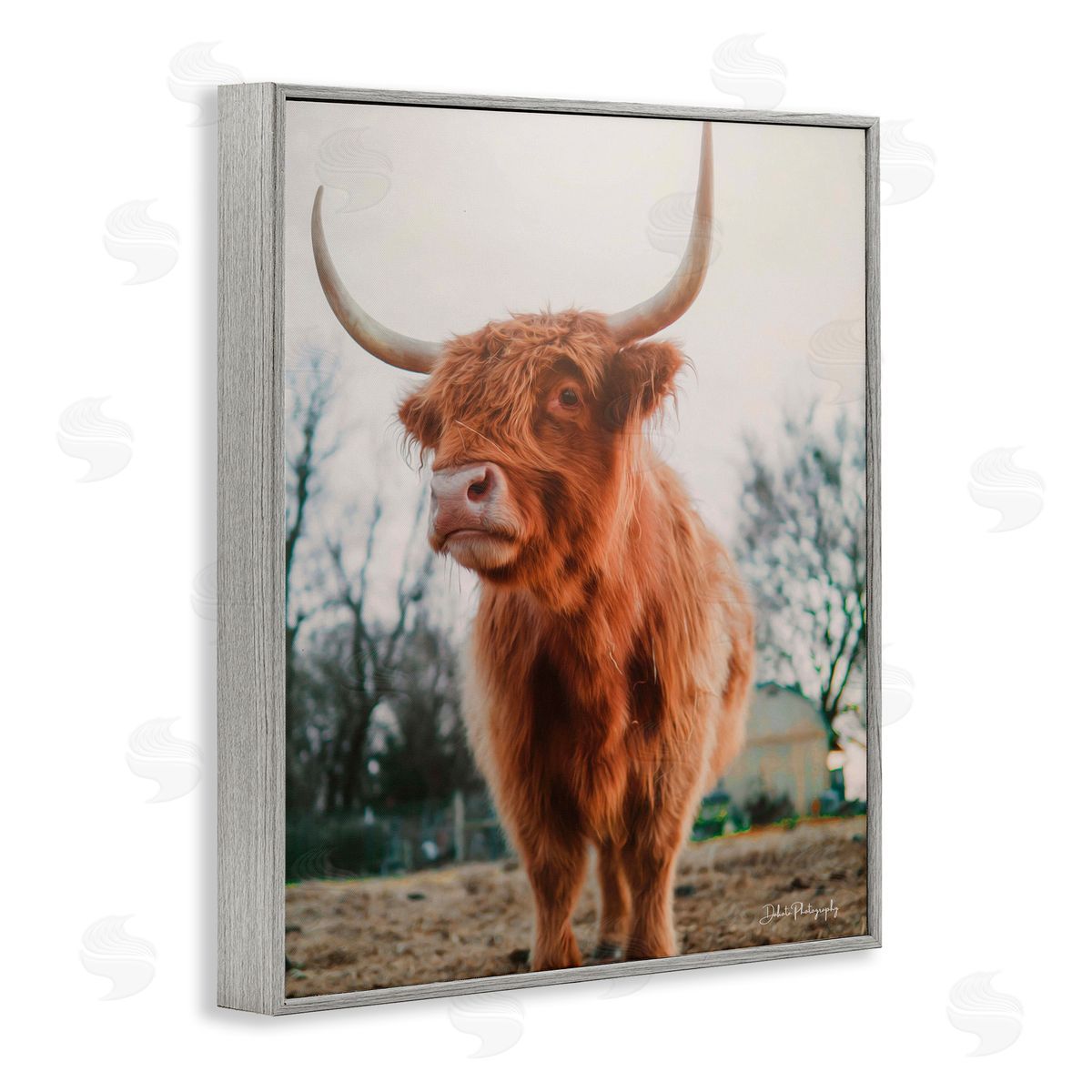 Dakota Diener Highland Cattle Cow Grazing Rural Farmland Sunlight Gray Framed Giclee Wall Art Print