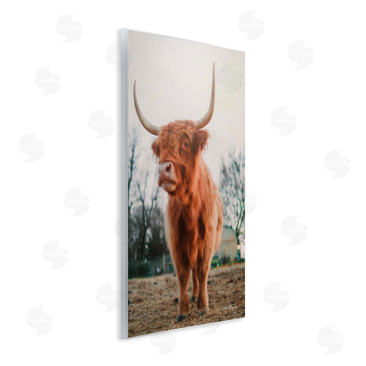 Dakota Diener Highland Cattle Cow Grazing Rural Farmland Sunlight Wall Plaque Art Print