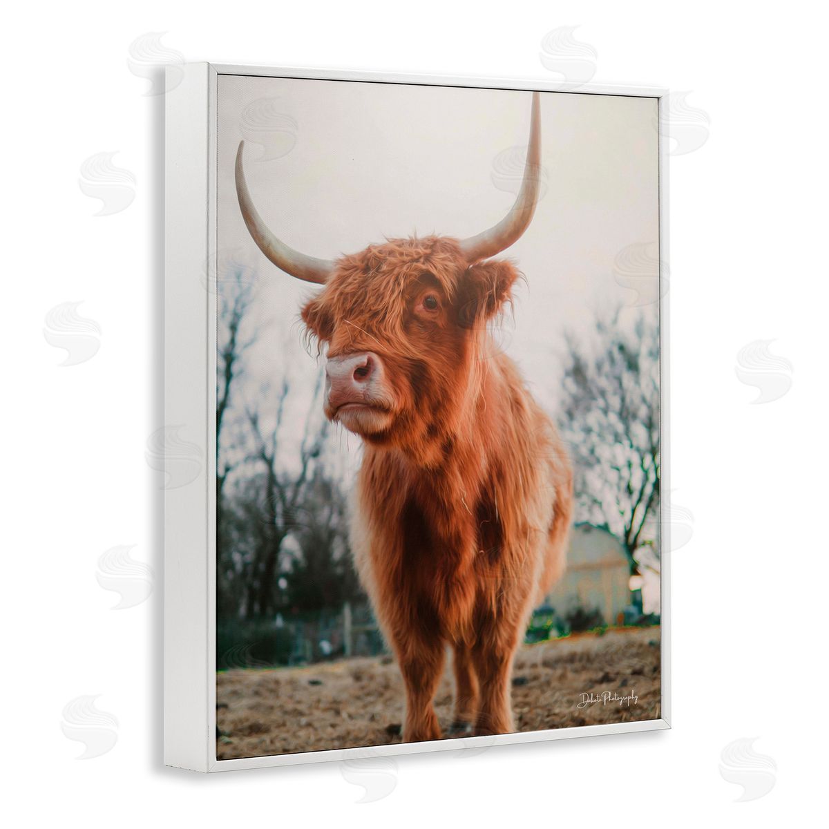 Dakota Diener Highland Cattle Cow Grazing Rural Farmland Sunlight White Framed Giclee Wall Art Print