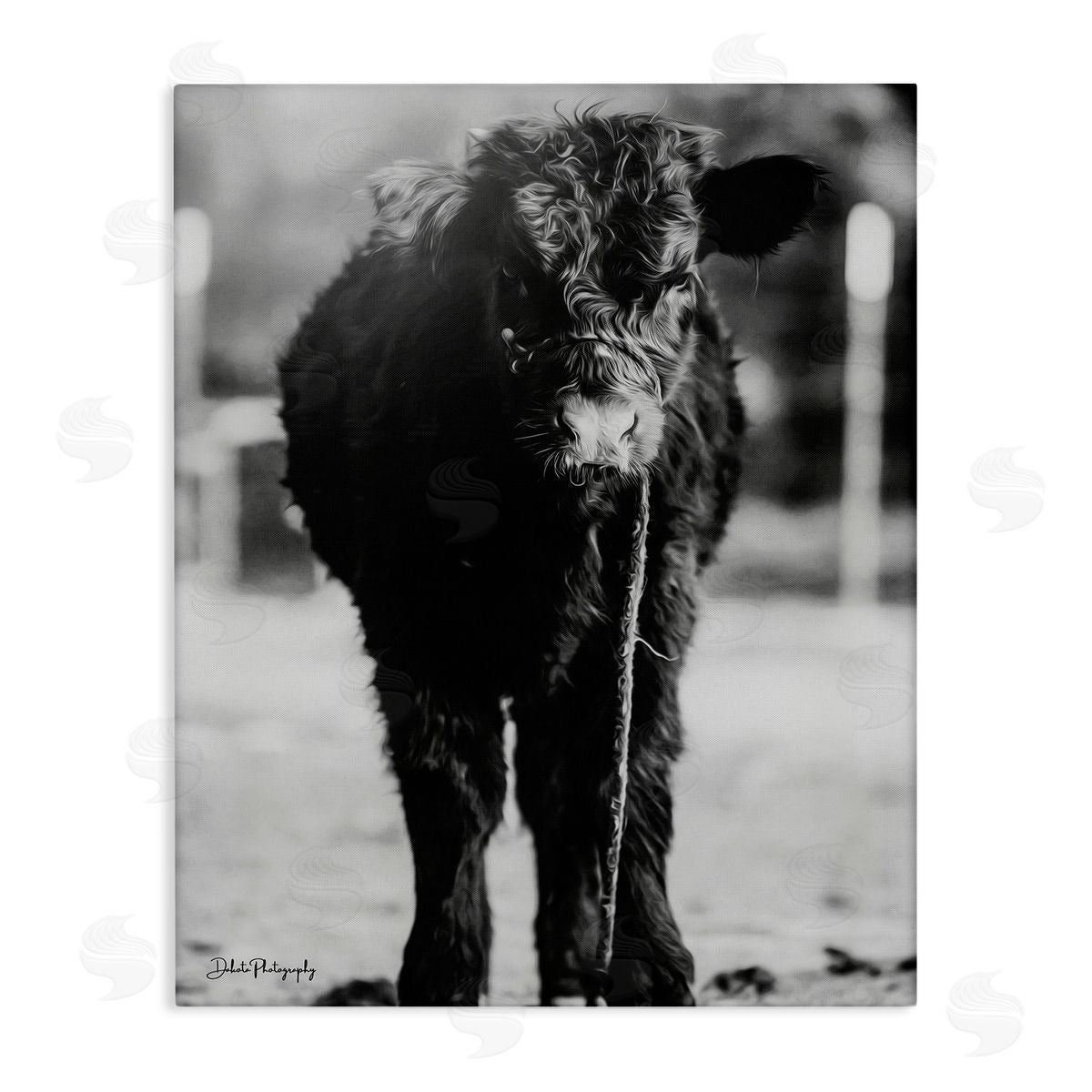Dakota Diener Baby Cattle Calf Grazing Rural Farm Photography Stretched Canvas Wall Art Print