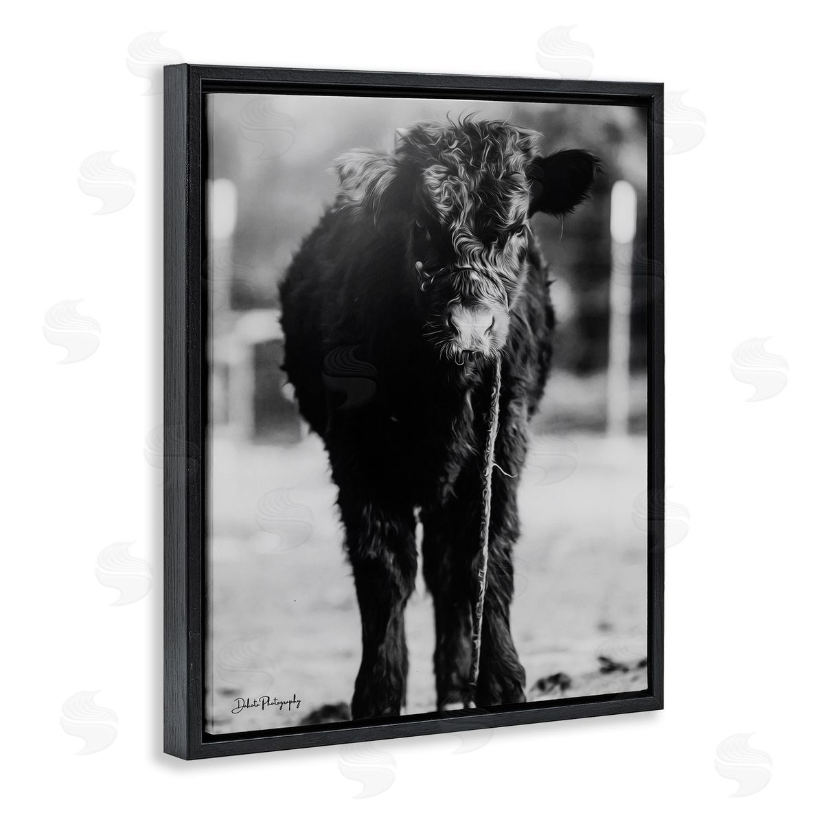 Dakota Diener Baby Cattle Calf Grazing Rural Farm Photography Black Floating Frame Canvas Wall Art Print