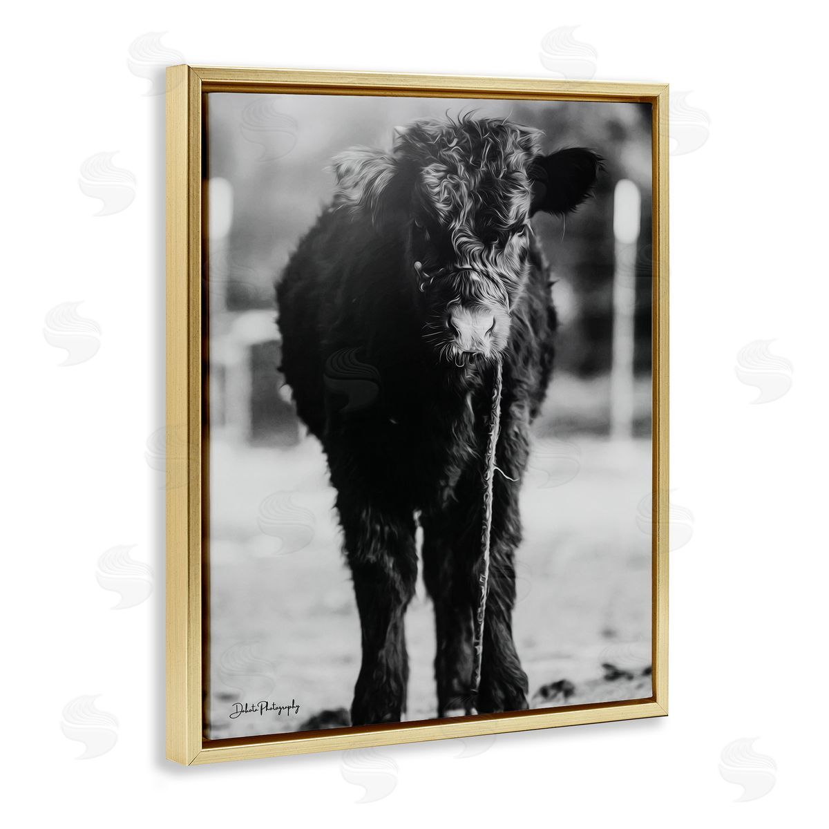 Dakota Diener Baby Cattle Calf Grazing Rural Farm Photography Gold Floating Frame Canvas Wall Art Print